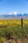 Typical scene in the Sonoran Desert of southern Arizona. Art Print